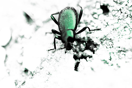 Beetle Beside Dirt Hole (Green Tint Photo)