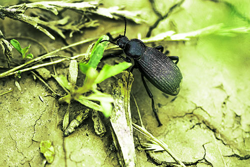 Beetle Searching Dry Land For Food (Green Tint Photo)