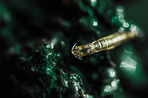 Bent Antenna Larva Slithering Across Soaked Rock (Green Tint Photo)