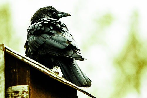 Big Crow Too Large For Bird House (Green Tint Photo)