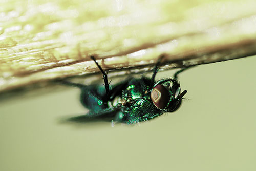 Big Eyed Blow Fly Perched Upside Down (Green Tint Photo)