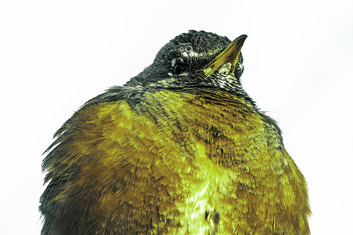 Big Puffy American Robin Enjoys Sunrise (Green Tint)