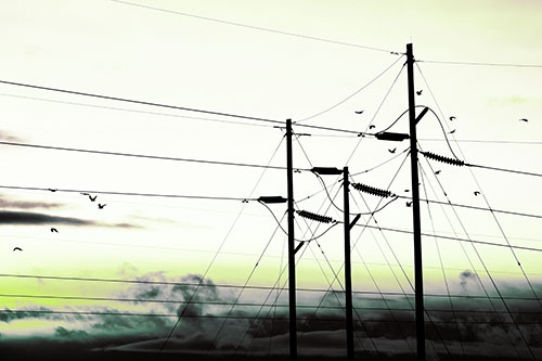 Bird Flock Flying Behind Powerline Sunset (Green Tint Photo)