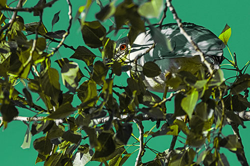 Black Crowned Night Heron Hiding Among Leaves (Green Tint)