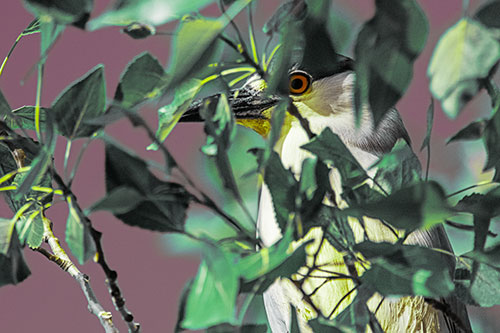 Black Crowned Night Heron Keeping Watch Among Leaves (Green Tint)