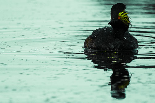 Black Necked Eared Grebe Floating Atop Lake (Green Tint)