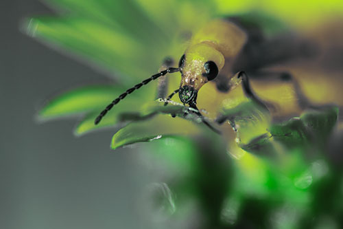 Blister Beetle Feasts Atop Gumplant Flower (Green Tint)