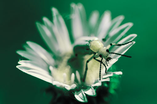Blister Beetle Guards Gumplant Flower (Green Tint)