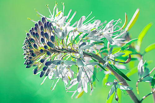 Blossoming Lily Of The Nile Flower (Green Tint)