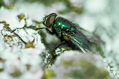 Blow Fly Climbs Jagged Tree Bark (Green Tint Photo)