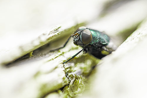 Blow Fly Hiding Among Tree Bark Crevice (Green Tint Photo)