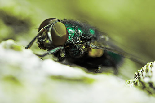 Blow Fly Resting Among Sloping Tree Bark (Green Tint Photo)