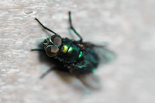 Blow Fly Spread Vertically (Green Tint Photo)