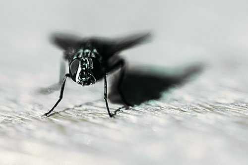 Blow Fly Standing Guard (Green Tint Photo)