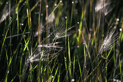 Blurry Water Droplets Clamp Onto Reed Grass (Green Tint Photo)