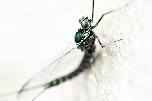 Body Bending Mayfly Resting Vertically (Green Tint Photo)