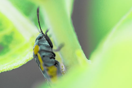 Boxelder Beetle Crawling Up Plant Stem (Green Tint Photo)