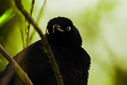 Brewers Blackbird Keeping Watch (Green Tint Photo)