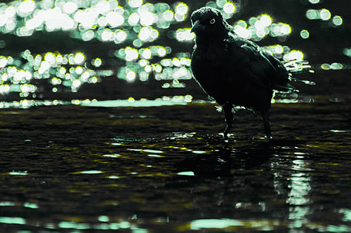 Brewers Blackbird Watches Water Intensely (Green Tint Photo)
