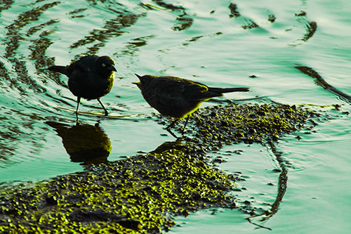 Brewers Blackbirds Feeding Along Shoreline (Green Tint Photo)