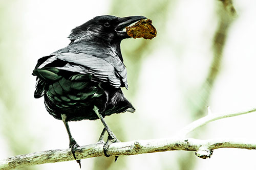 Brownie Crow Perched On Tree Branch (Green Tint Photo)