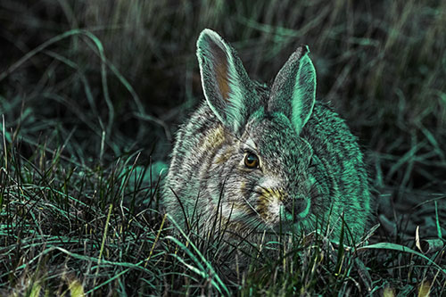 Bunny Rabbit Lying Down Among Grass (Green Tint Photo)