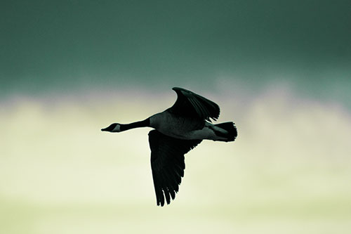 Canadian Goose Flying Among Sunrise (Green Tint Photo)