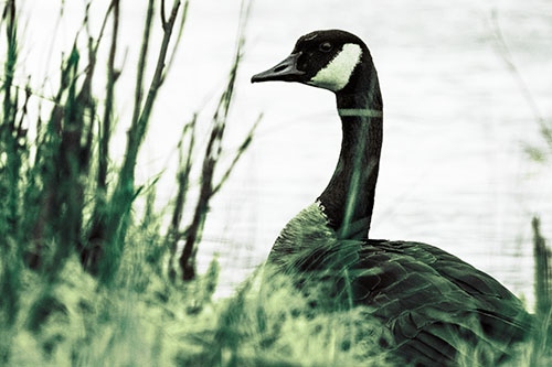 Canadian Goose Hiding Behind Reed Grass (Green Tint Photo)