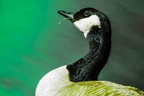 Canadian Goose Munches Single Grass Blade (Green Tint)