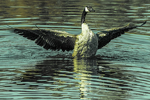 Canadian Goose Spreads Wings Among Lake Top (Green Tint)