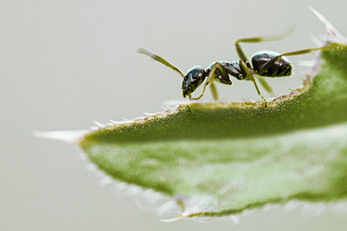 Carpenter Ant Crawls Across Spiky Thistle Leaf (Green Tint)