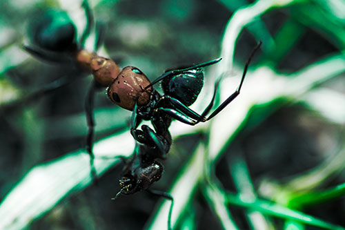 Carpenter Ant Uses Mandible Grips To Haul Dead Corpse (Green Tint Photo)