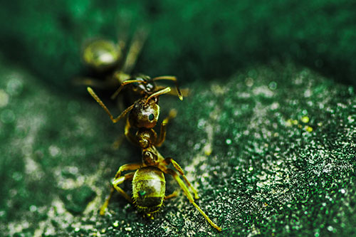 Carpenter Ants Battling Over Territory (Green Tint Photo)