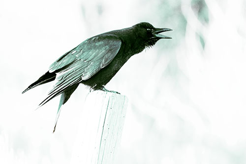 Cawing Crow Atop Crooked Wooden Post (Green Tint Photo)