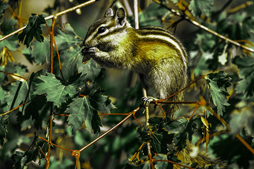Chipmunk Feasting On Tree Branches (Green Tint Photo)