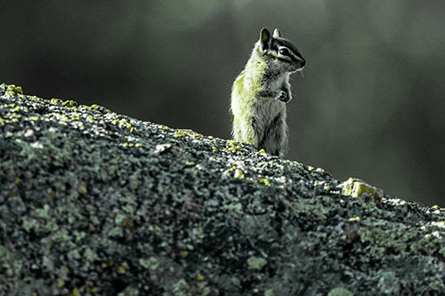 Chipmunk Standing Atop Sloping Fungi Rock (Green Tint Photo)