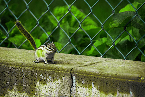 Chipmunk Walking Along Wet Concrete Wall (Green Tint Photo)