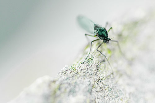 Chironomid Midge Fly Standing Along Rock Edge (Green Tint Photo)