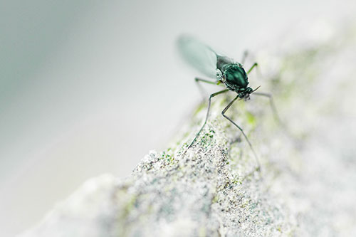 Chironomid Midge Fly Standing Along Rock Edge (Green Tint)