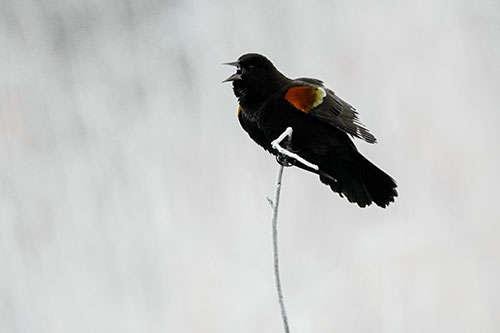 Chirping Red Winged Blackbird Atop Snowy Branch (Green Tint Photo)