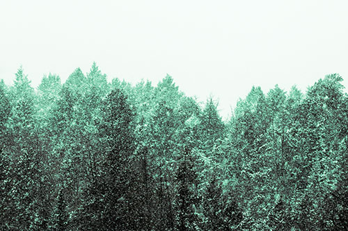 Christmas Snow Blanketing Trees (Green Tint Photo)