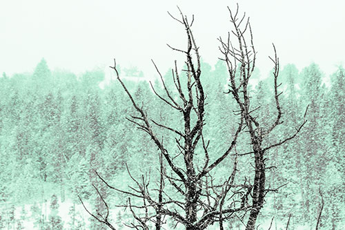 Christmas Snow On Dead Tree (Green Tint Photo)