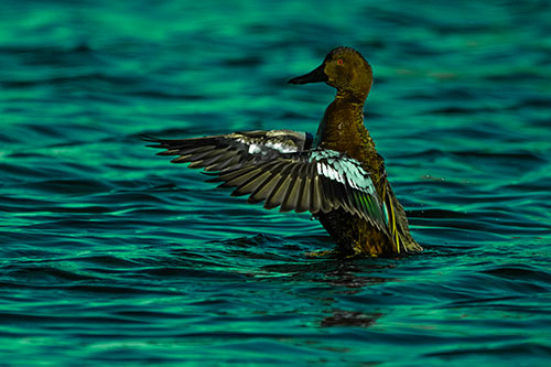Cinnamon Teal Duck Flaps Wings Among Lake (Green Tint)