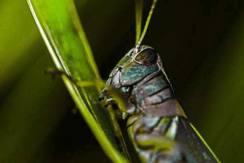 Climbing Grasshopper Crawls Upward (Green Tint Photo)