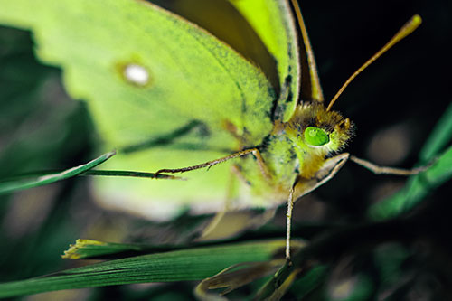 Cloudless Sulphur Butterfly Taking Stance (Green Tint)