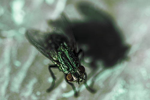 Cluster Fly Casting Shadow Among Sunlight (Green Tint Photo)