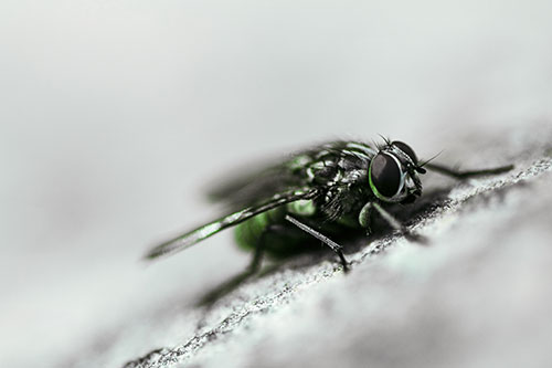 Cluster Fly Perched Among Rock Surface (Green Tint Photo)