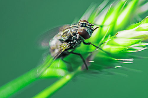 Cluster Fly Rests Atop Grass Blade (Green Tint Photo)