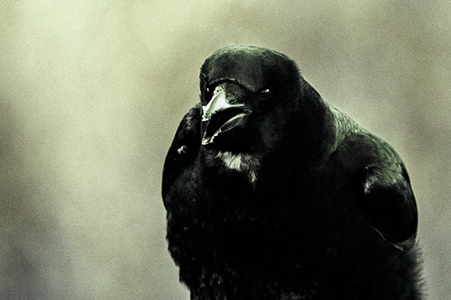 Cold Snow Beak Crow Cawing (Green Tint Photo)