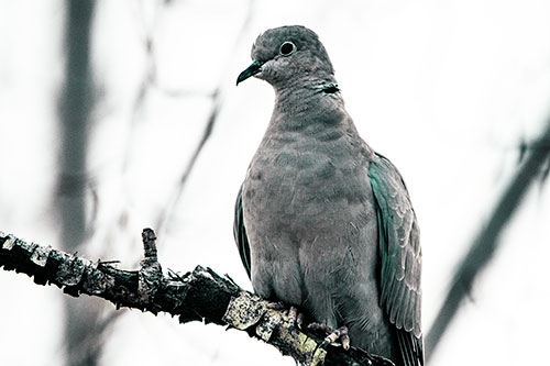 Collared Dove Perched Atop Peeling Tree Branch (Green Tint Photo)